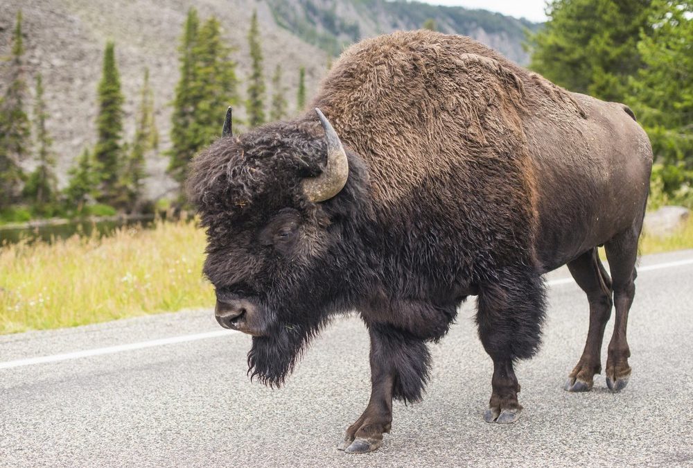 Third Person Injured by Bison at Yellowstone