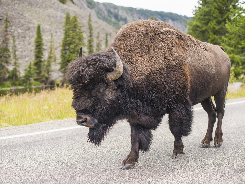 A bison walking on a road in Yellowstone National Park in Wyoming.