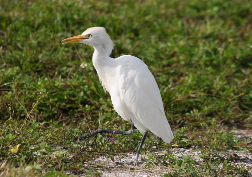 Local Neighborhood Experiences Egrets Eggs Issue