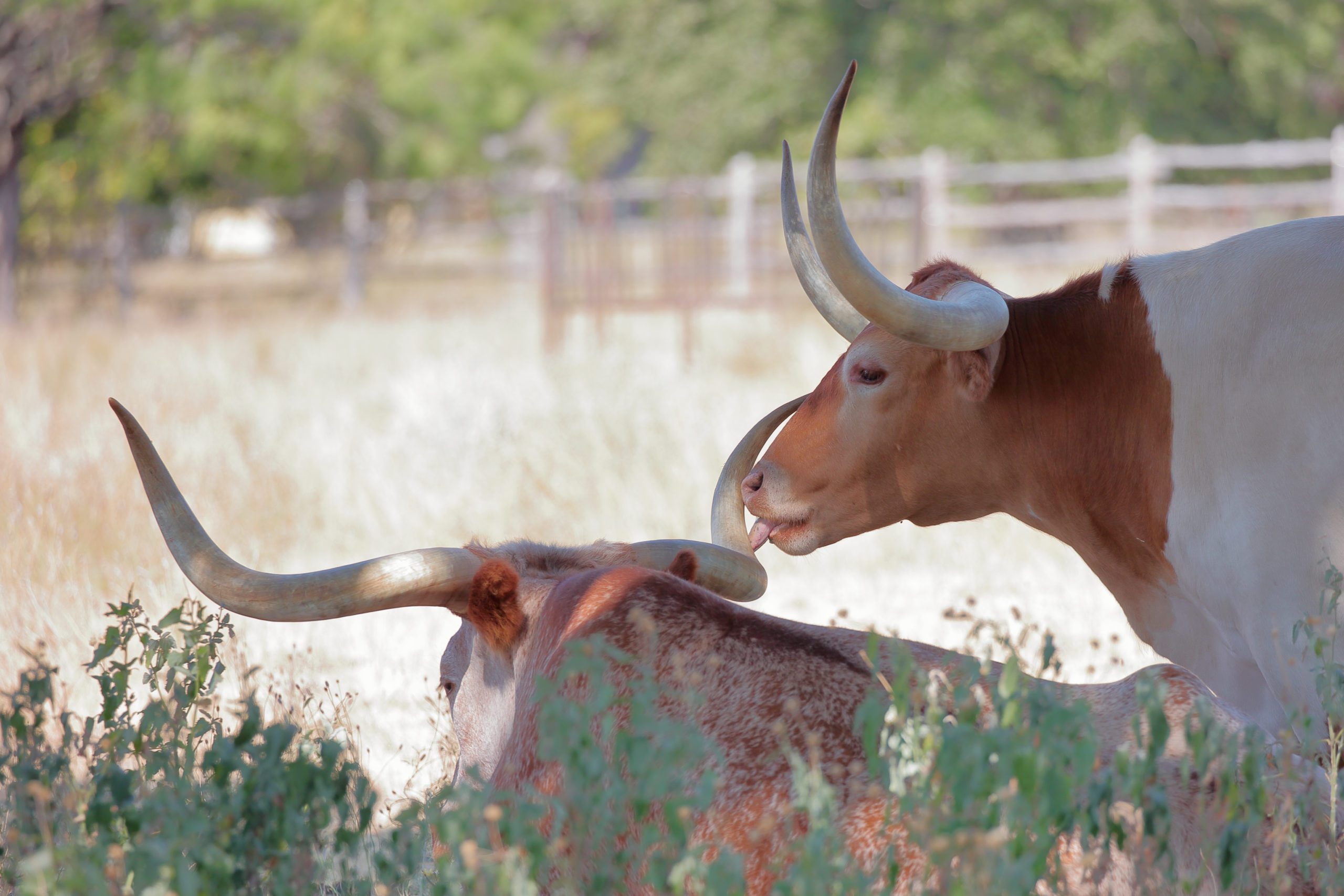 Texas Cattle Owners Forced to Sell Amid Extreme Heat, Drought