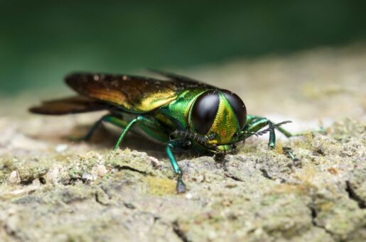 Tree-Killing Beetle Infestation Spreads in North Texas