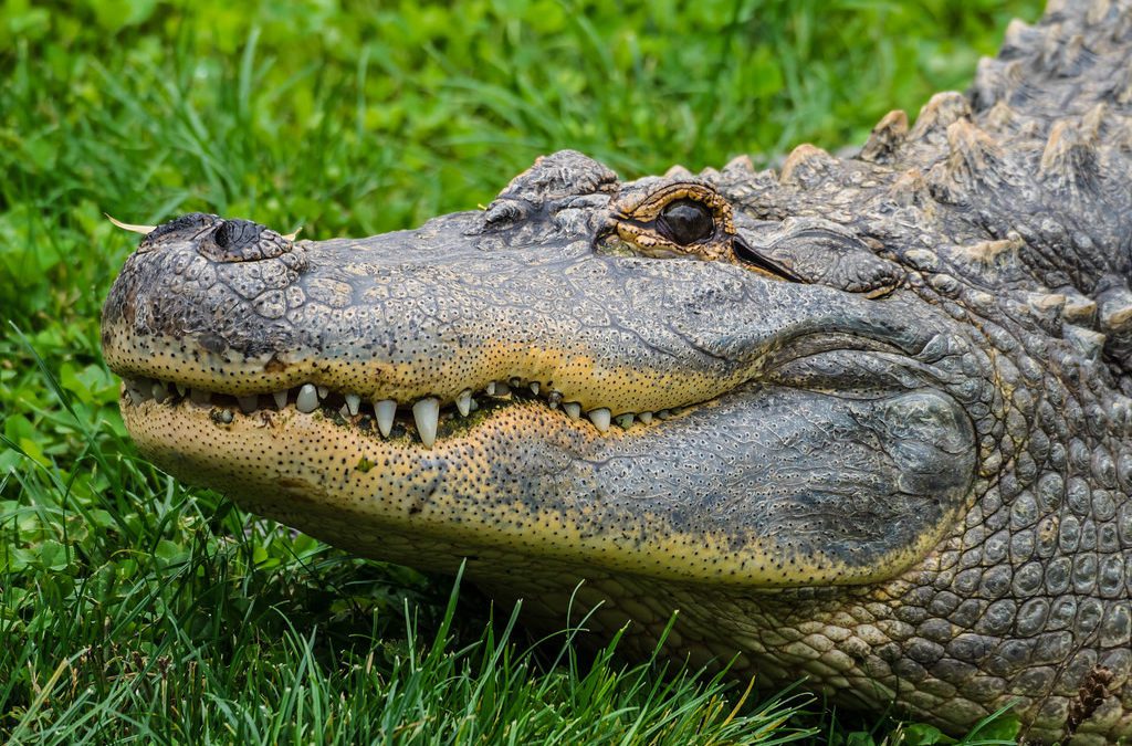 Texas Resident Takes on Alligator