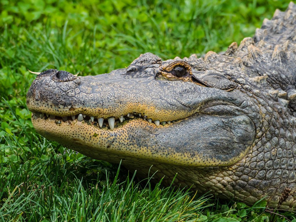 A Texas restaurant owner from Missouri City had to wrangle an alligator before taking his daughter to school Tuesday morning.