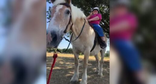 Local Therapy Horse Dies After Getting Mud-Stuck