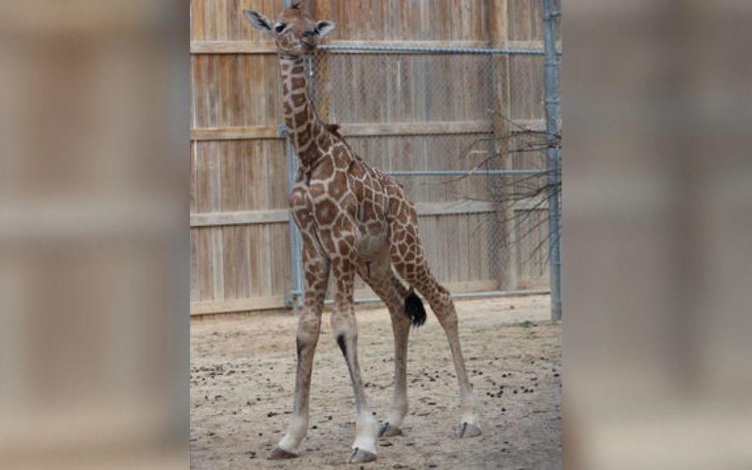 Texas Zoo Welcomes Second Baby Giraffe