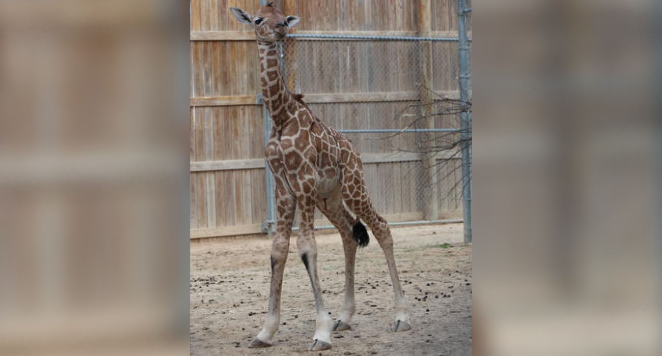 Local Zoo Welcomes Second Baby Giraffe