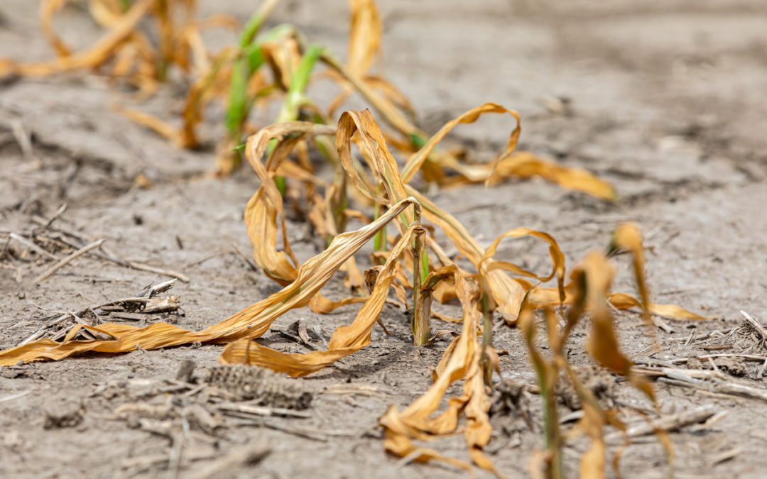 Drought Affecting Local Farm Businesses