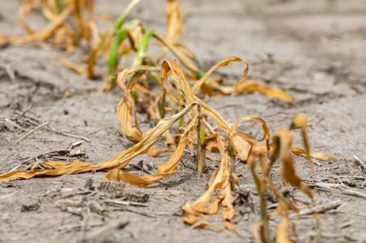 Drought Affecting Local Farm Businesses