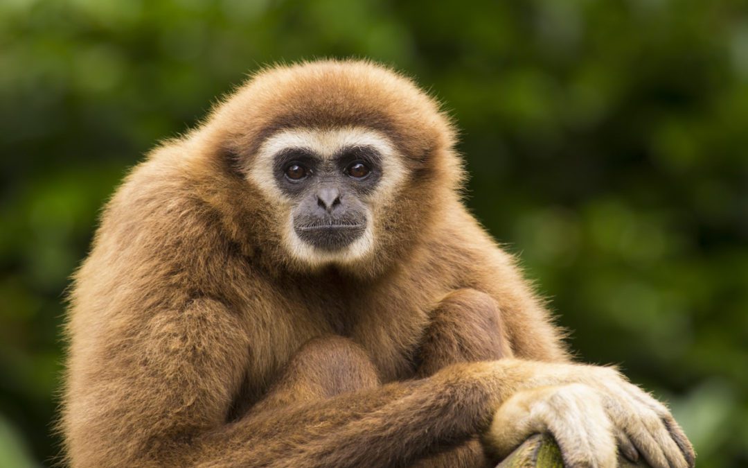 Dallas Zoo Announces the Birth of Baby Gibbon