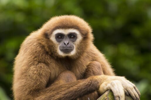 Dallas Zoo Announces the Birth of Baby Gibbon