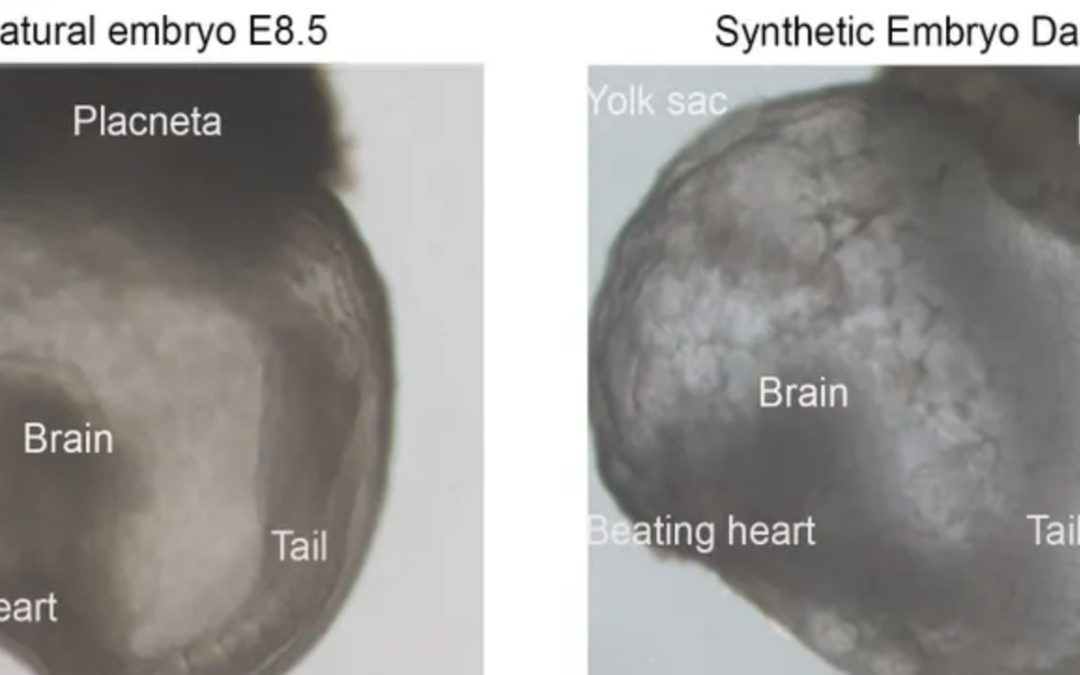 Scientists Produce Synthetic Mouse Embryo
