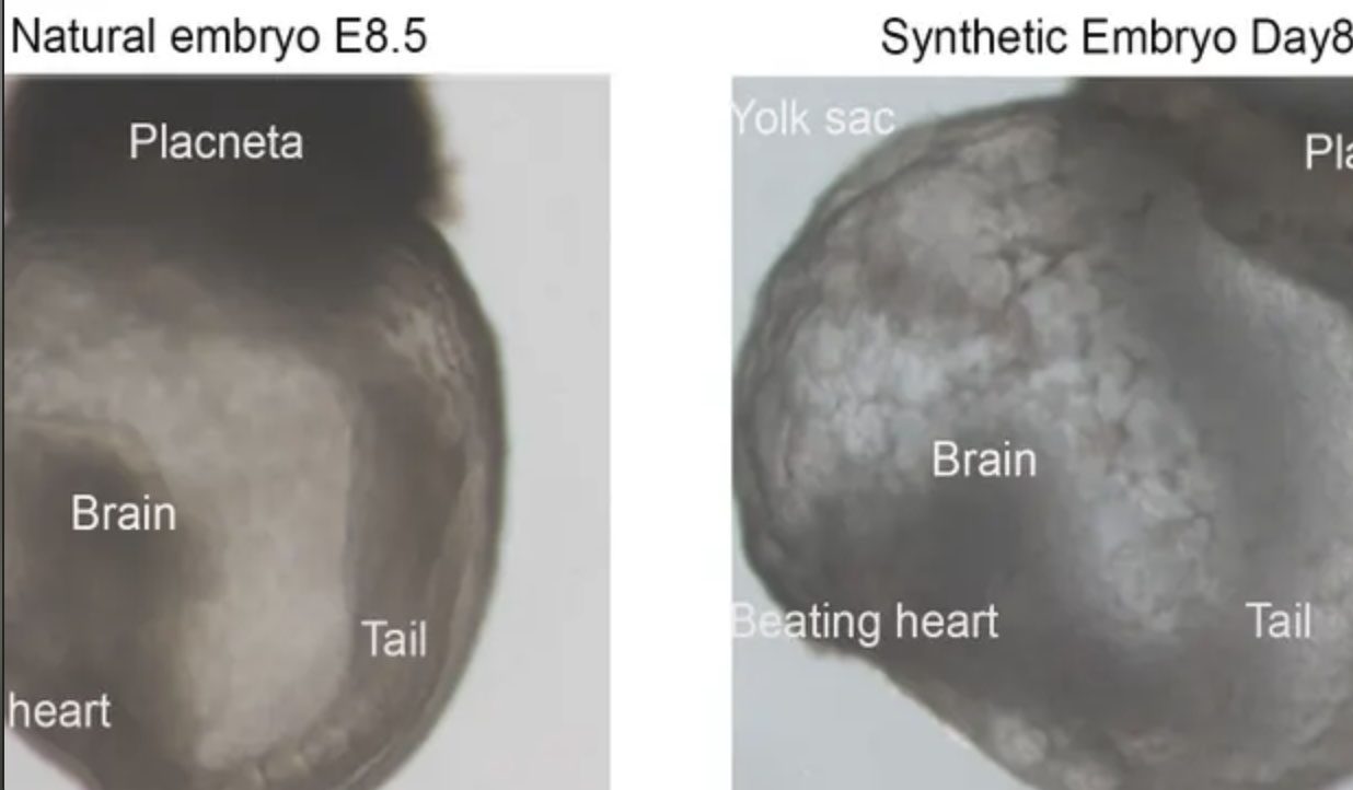 Scientists Produce Synthetic Mouse Embryo