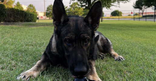 K-9 Officer Aygo Tracks Assault Suspect