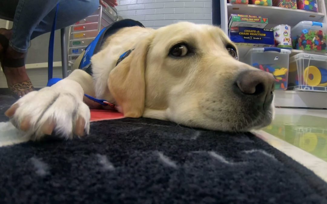Local School Introduces First Facility Dog