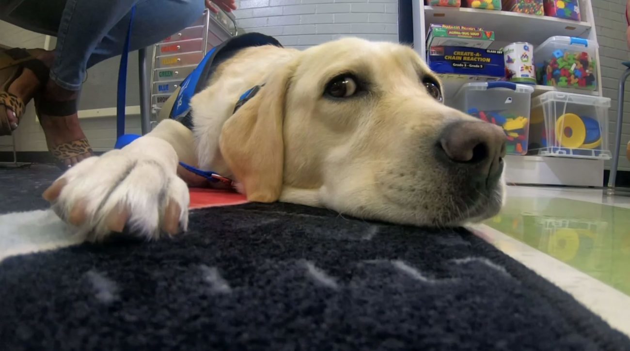 Local School Introduces First Facility Dog