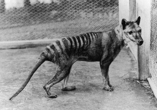 Colossal Plans to ‘De-Extinct’ the Tasmanian Tiger