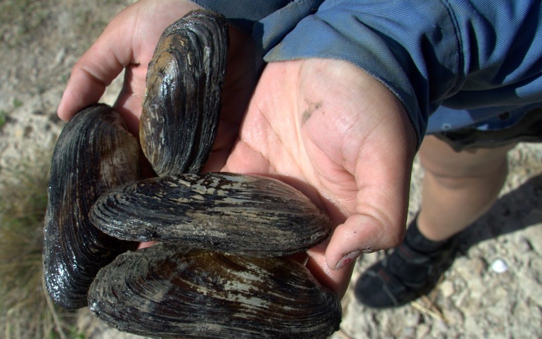 Mussels Cleaning Texas Rivers