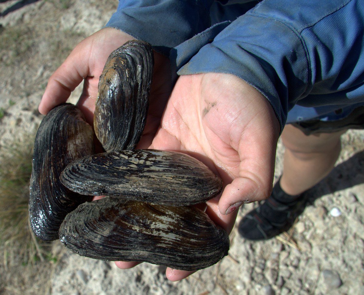 Mussels Cleaning Texas Rivers