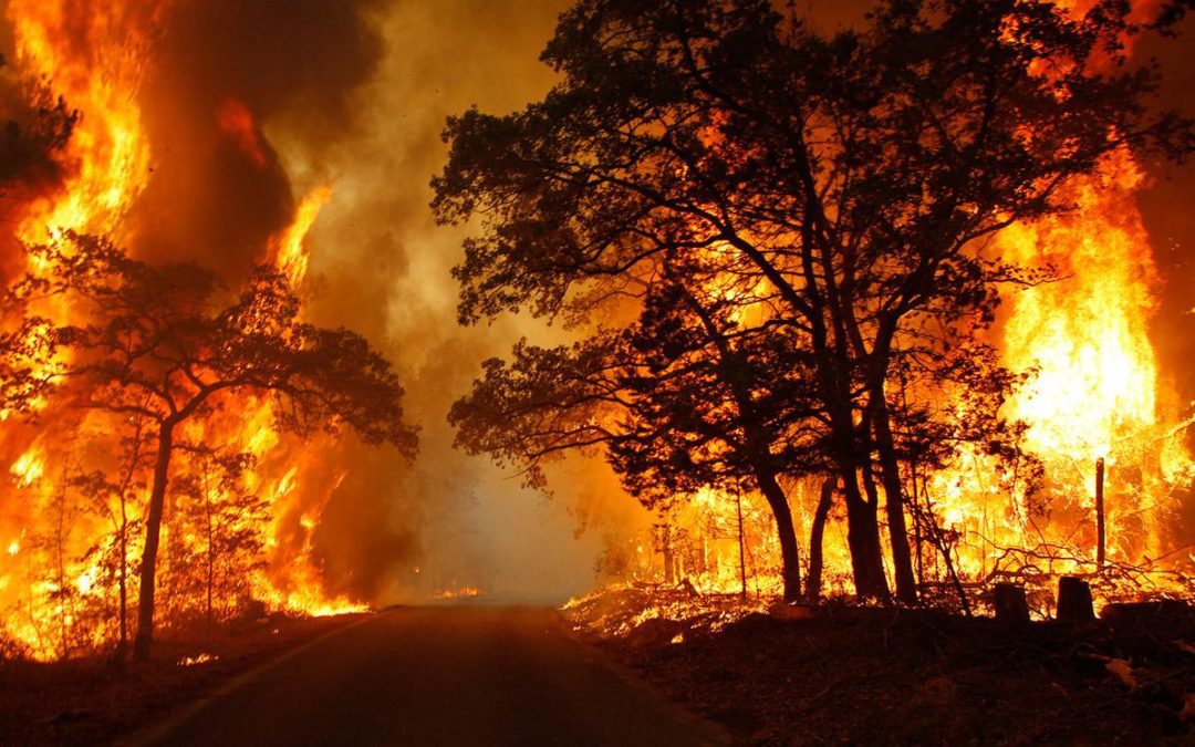 Nearly 1,000 Personnel Battling Over 115 Wildfires in Parts of Texas
