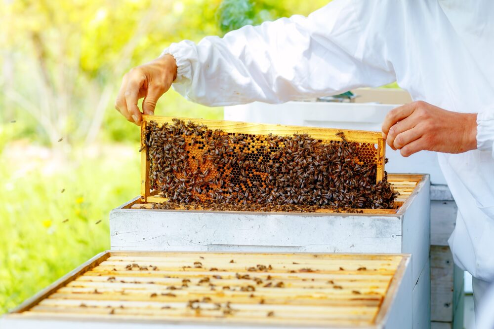 UTD Program Helps Sustain Local Honeybee Population