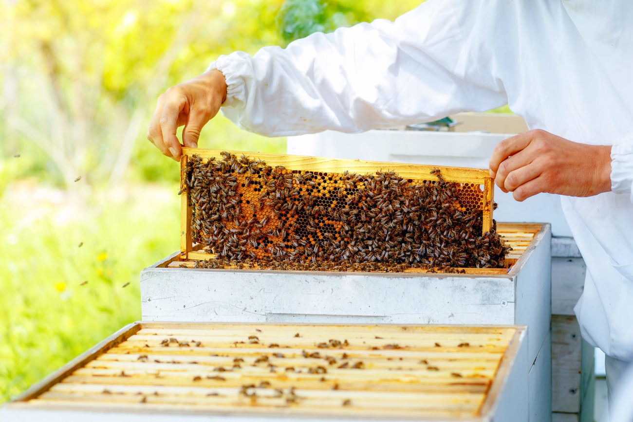 UTD Program Helps Sustain Local Honeybee Population