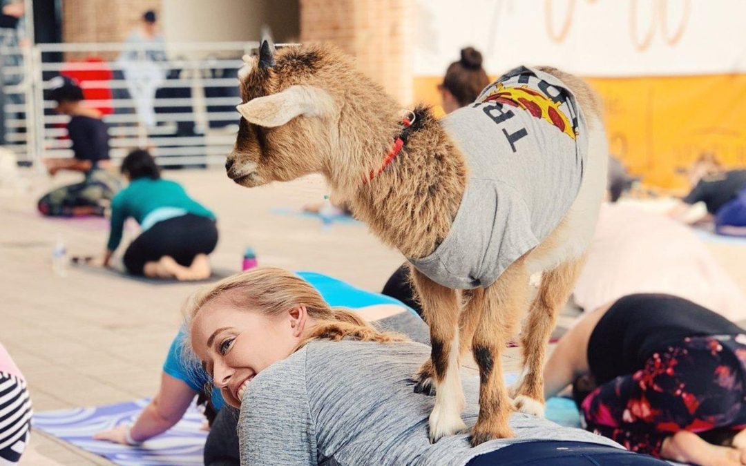 Goat Yoga at the Toyota Music Factory