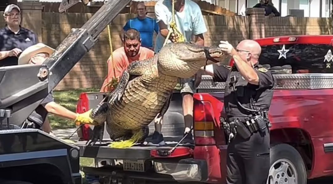 Massive Alligator Caught in Texas Neighborhood
