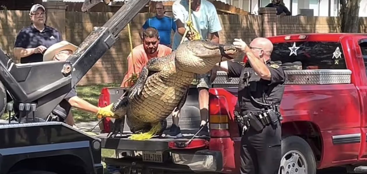 Massive Alligator Caught in Texas Neighborhood