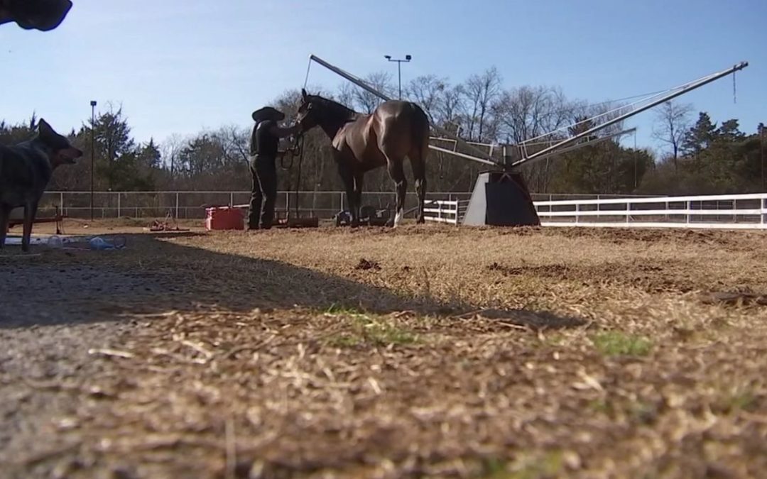 Horse Adoption Event Comes to Cowtown