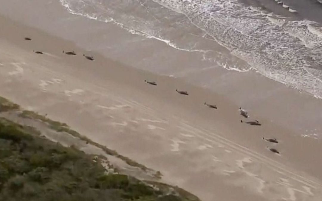 200 Beached Whales Die on Australian Coast