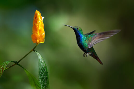 Sightings of Migrating Hummingbirds Amaze Texans