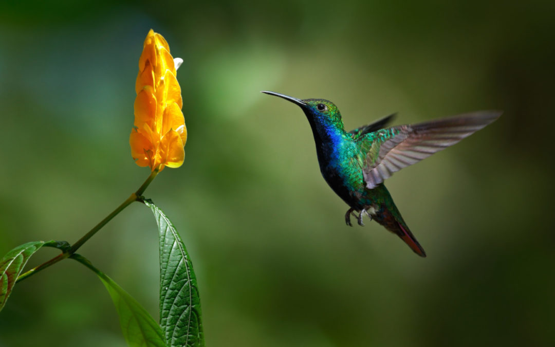 Sightings of Migrating Hummingbirds Amaze Texans
