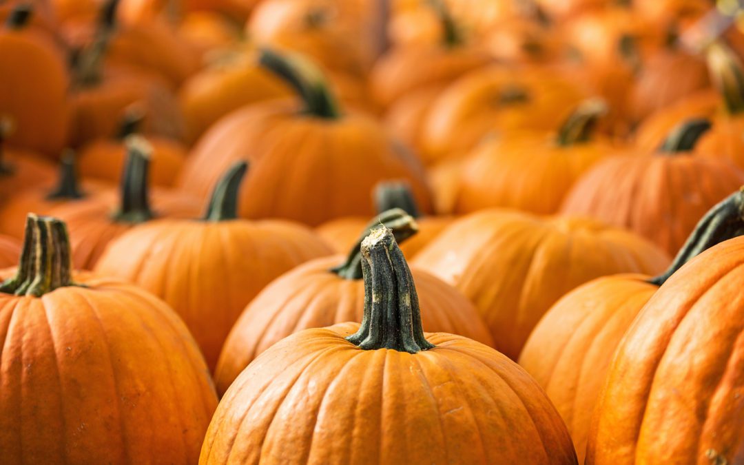 Local Pumpkin Patch Reverses Plans to Stay Closed