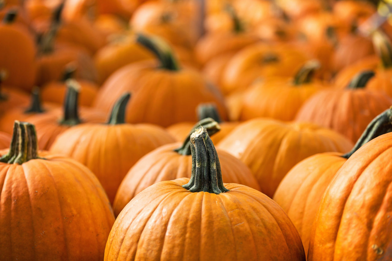 Local Pumpkin Patch Reverses Plans to Stay Closed