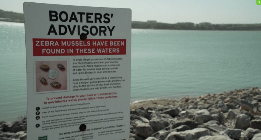 Zebra Mussels Infest Texas Lakes