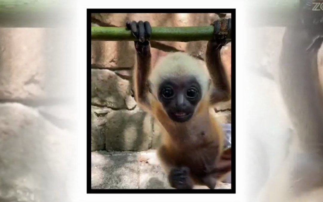 Bebé Gibbon en el Zoológico de Dallas Nombrado
