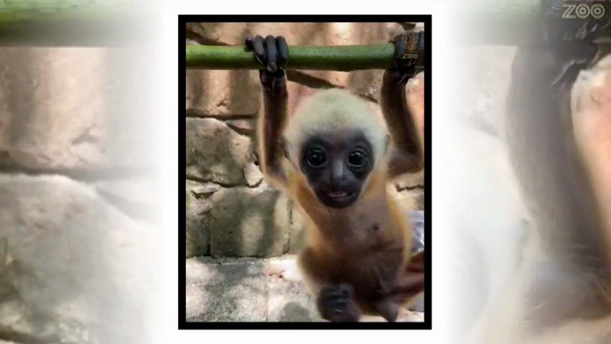 Baby Gibbon at Dallas Zoo Named