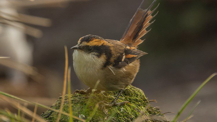 UNT Professor Discovers New Bird Species