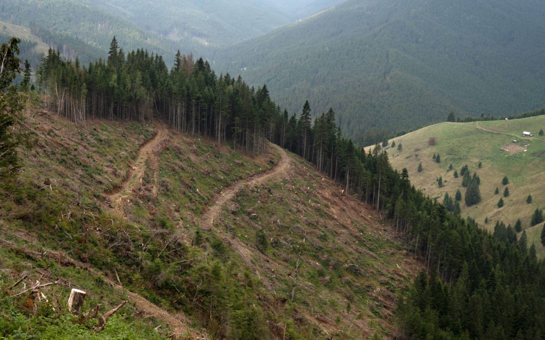 Europe Sacrifices Ancient Forests for Energy