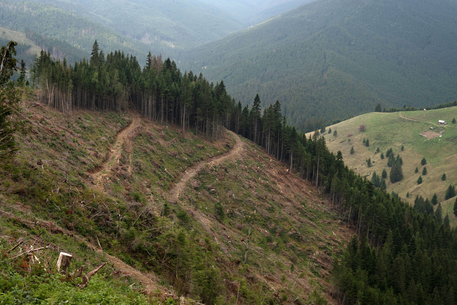 Europe Sacrifices Ancient Forests for Energy