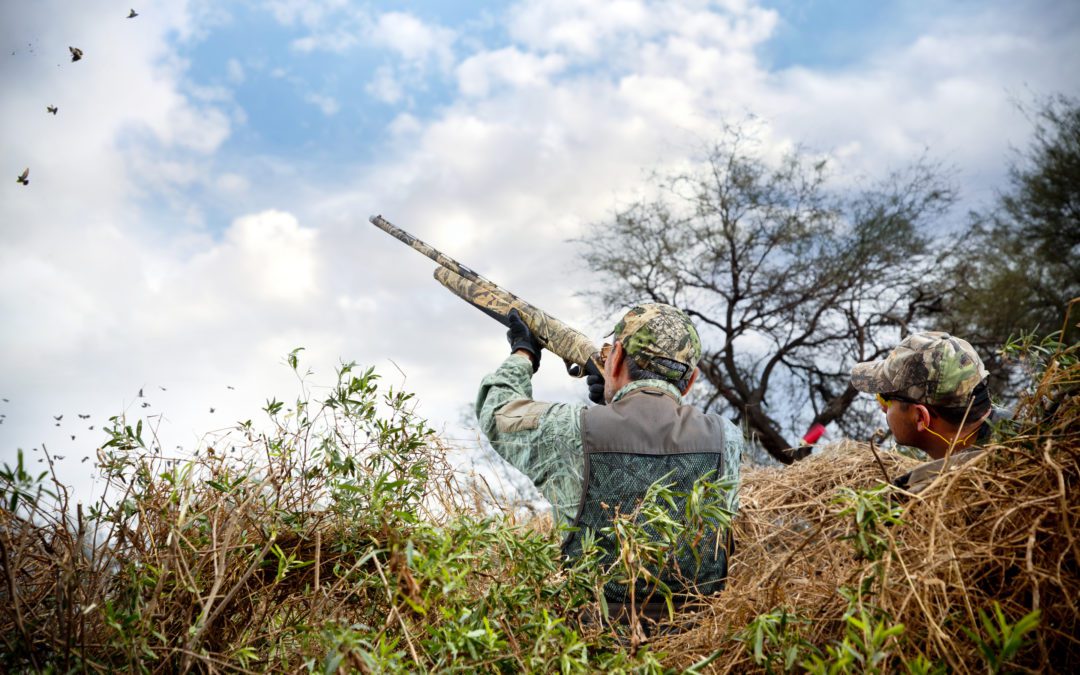 Dove Hunting Season is Open in Texas