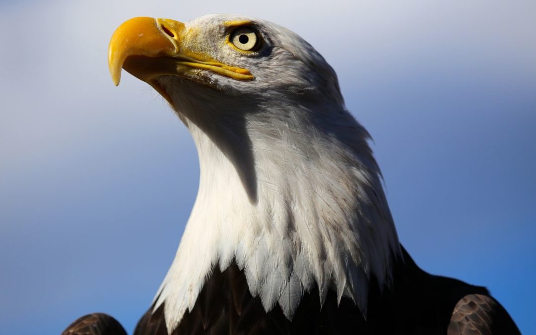 Bald Eagles Return to White Rock Lake