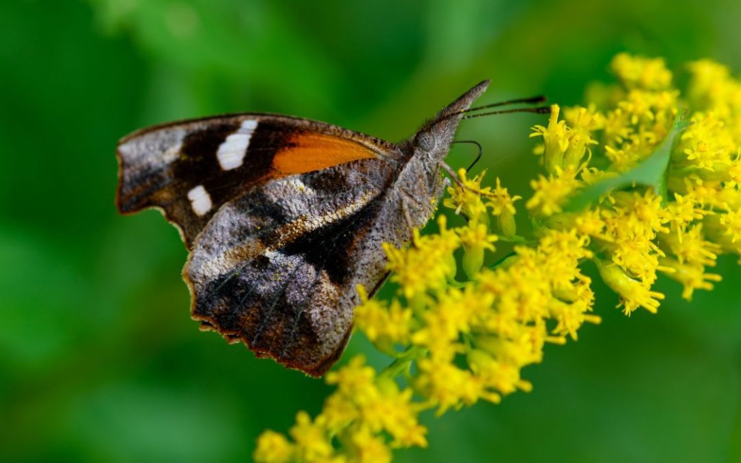 Migrating Butterflies Brighten Central Texas