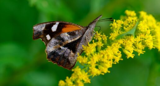 Migrating Butterflies Brighten Central Texas