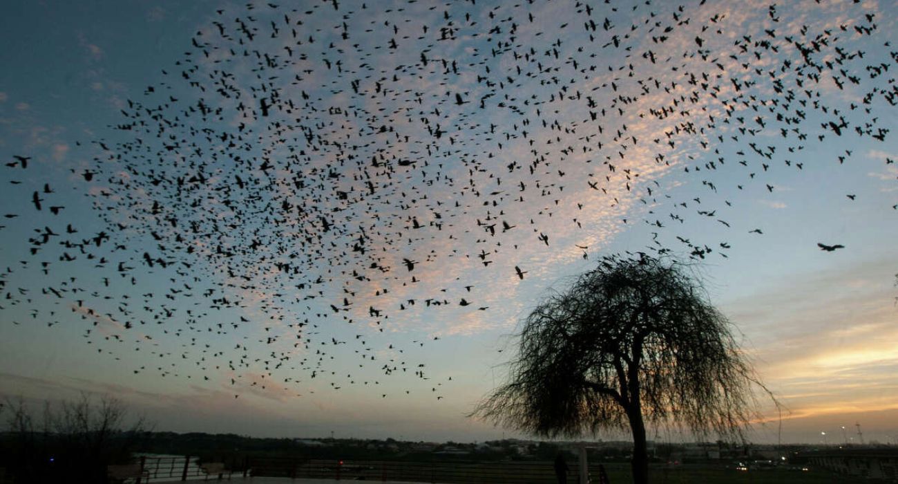 Thousands of Birds Fly Over Texas