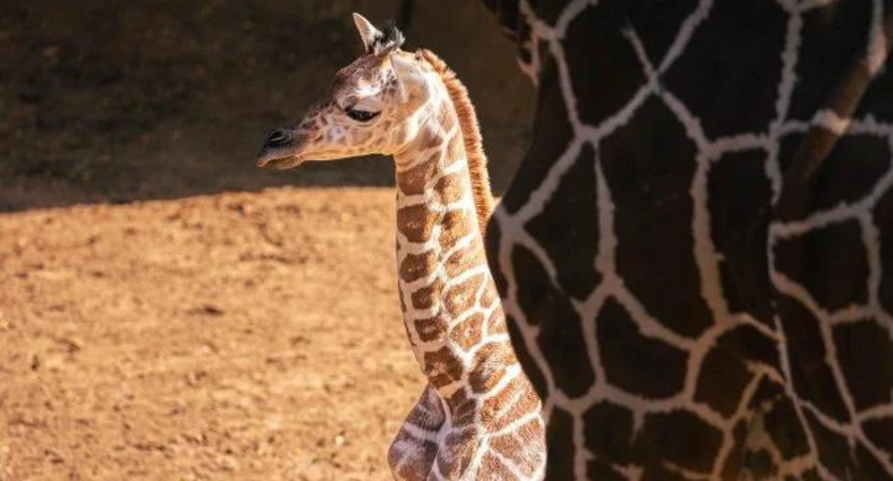 Dallas Zoo Welcomes Bouncing Baby Giraffe