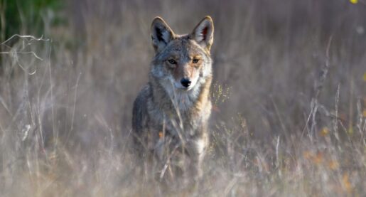 Dallas Animal Services: Update on Coyote Management Plan