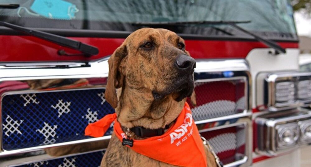 Local Fire Station’s Rescue Named ‘Dog of the Year’