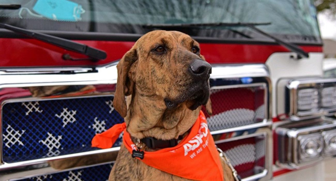 Texas Fire Station's Rescue Named ASPCA's 'Dog of the Year'