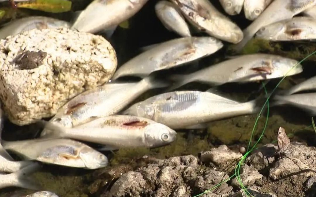 Dead Fish Wash Ashore Near Previous Warehouse Fire